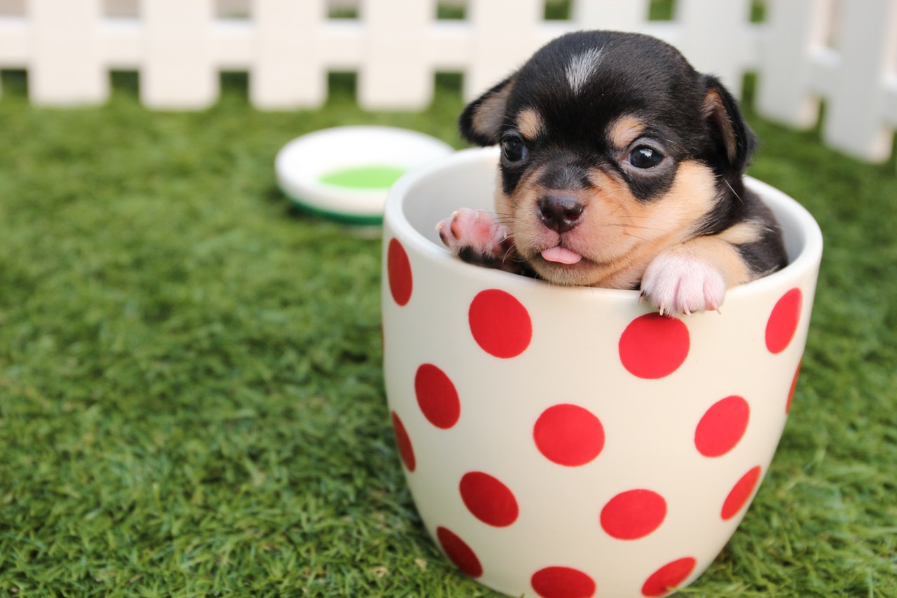 puppies are full of energy like wind farms